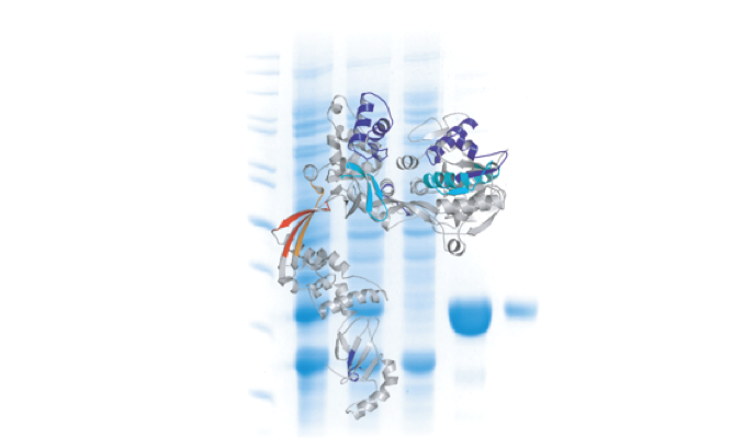 La Plateforme Protéines et Peptides rejoint le LTA